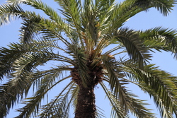 Palmera