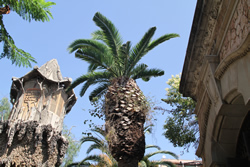 Palmera, jardins Can Pahissa