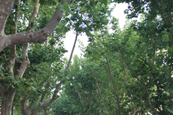 Arbres