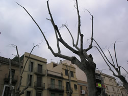 Poda d'arbres