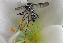Mosquit tigre