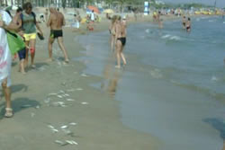 Peix a la platja