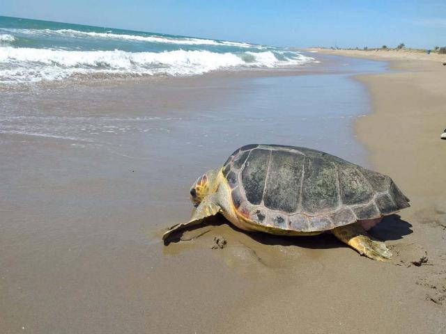 TORTUGUES A LA VISTA