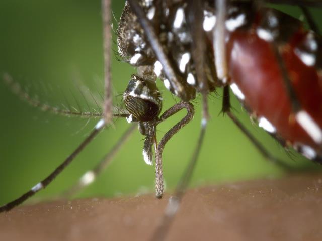 CONTROL DELS MOSQUITS
