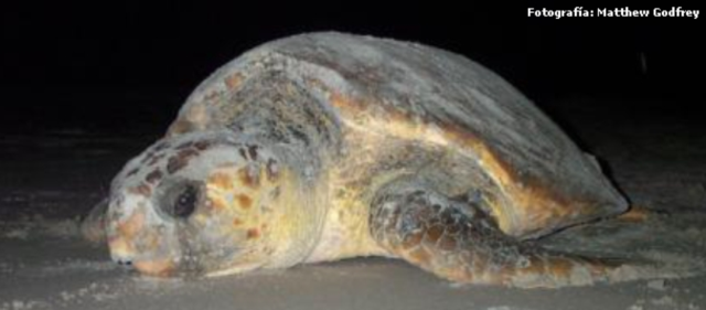 Tortugues marines