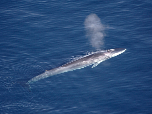 Rorqual comú