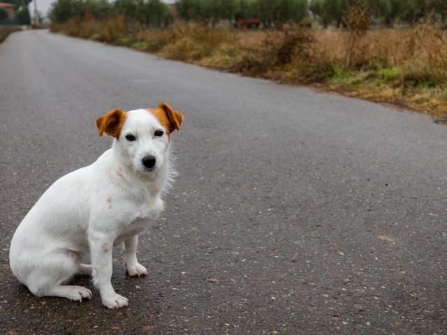 Has trobat un gos o un gat abandonat?