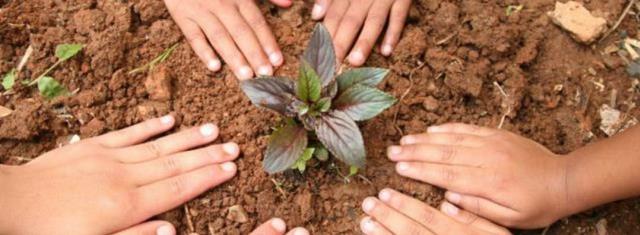 PROJECTE PLANTA'T