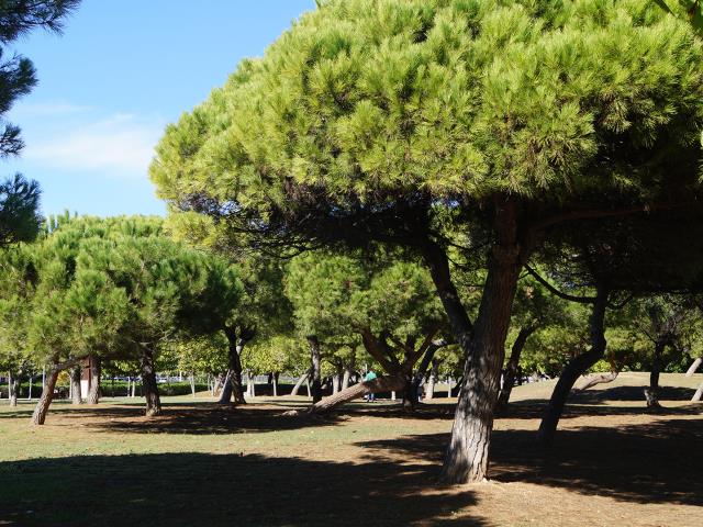 Ciutat verda