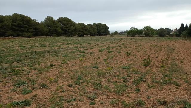 Zona del Pla de Somella