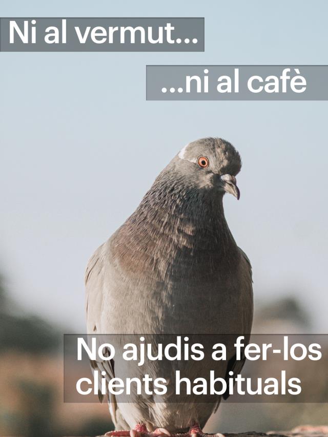 Campanya de suport i informació al sector de la restauració per al control dels coloms de la ciutat  