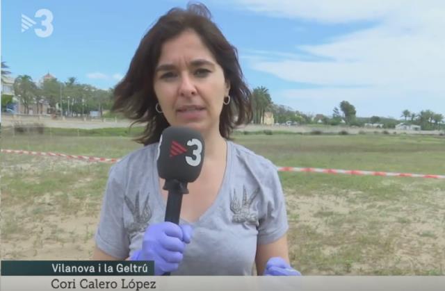 El corriol camanegre aprofita el confinament per fer el niu a les platges VNG amb tranquil·litat