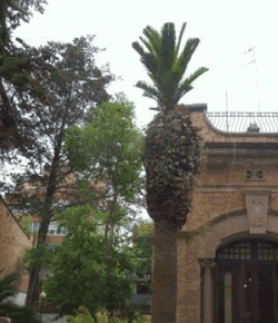 Palmera, jardins Can Pahissa primavera 2010