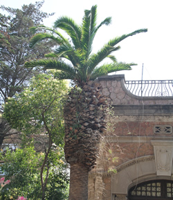 Palmera, jardins Can Pahissa 15/07/2010